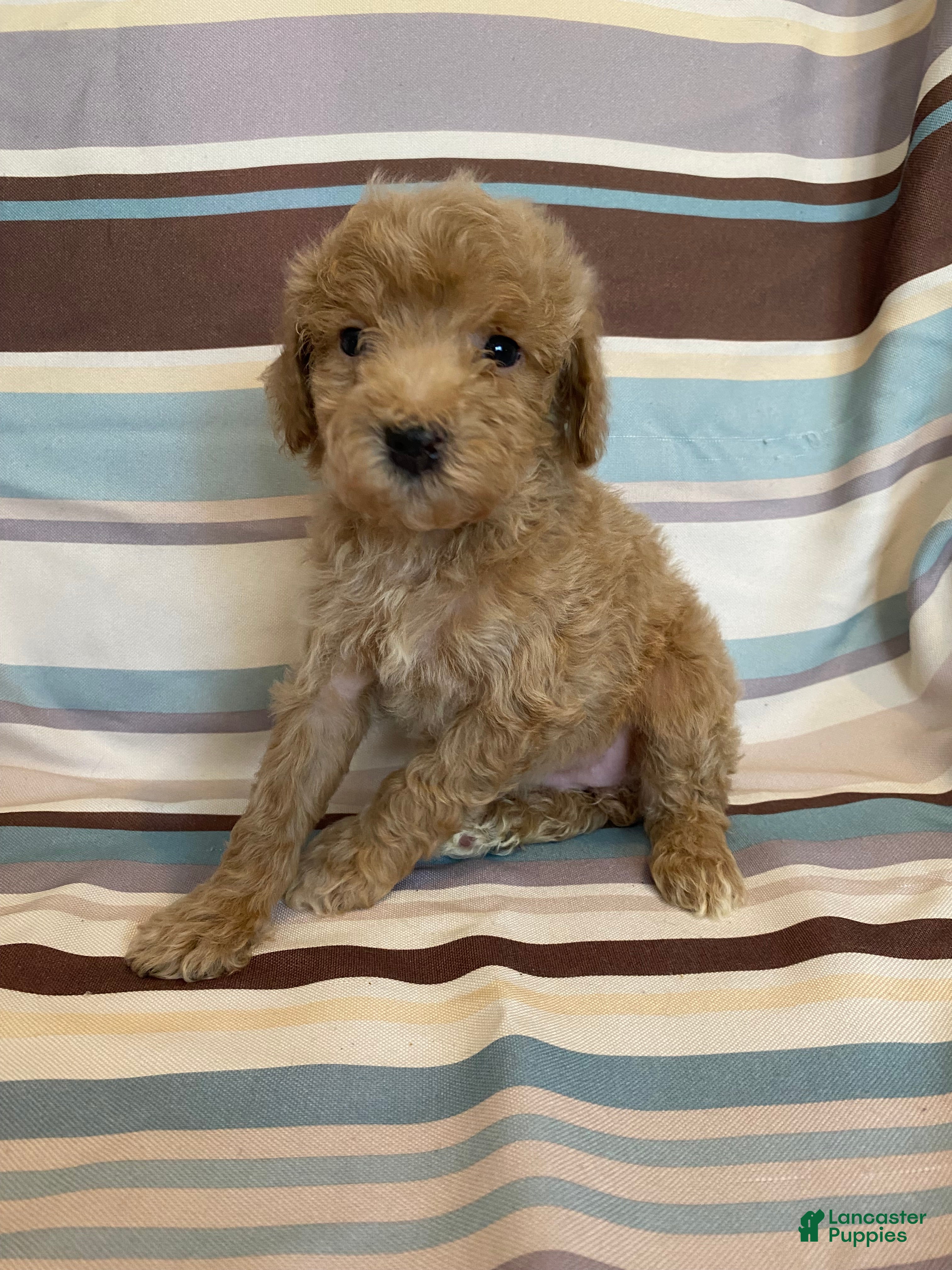 Mixed breed