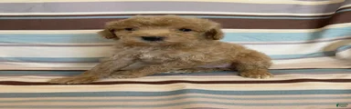 Cream Female