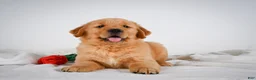 Golden Retriever dogs for sale: Roscoe - Ad 3