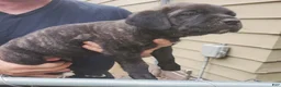 Cane Corso dogs for sale: Cane Corso 6 - Ad 2