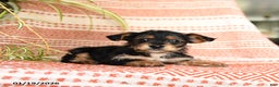 Yorkiepoo dogs for sale: Ruckus - Ad 2