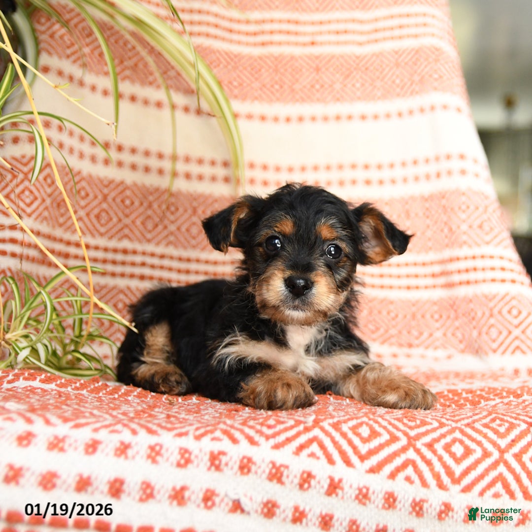 Yorkiepoo dogs for sale: Ruckus - Ad 2