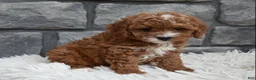 Cavapoo dogs for sale: Reese  - Ad 6