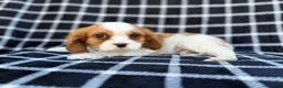 Cavalier King Charles Spaniel dogs for sale: Gunner - Ad 6