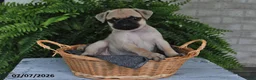 Pug dogs for sale: Ellie - Ad 2