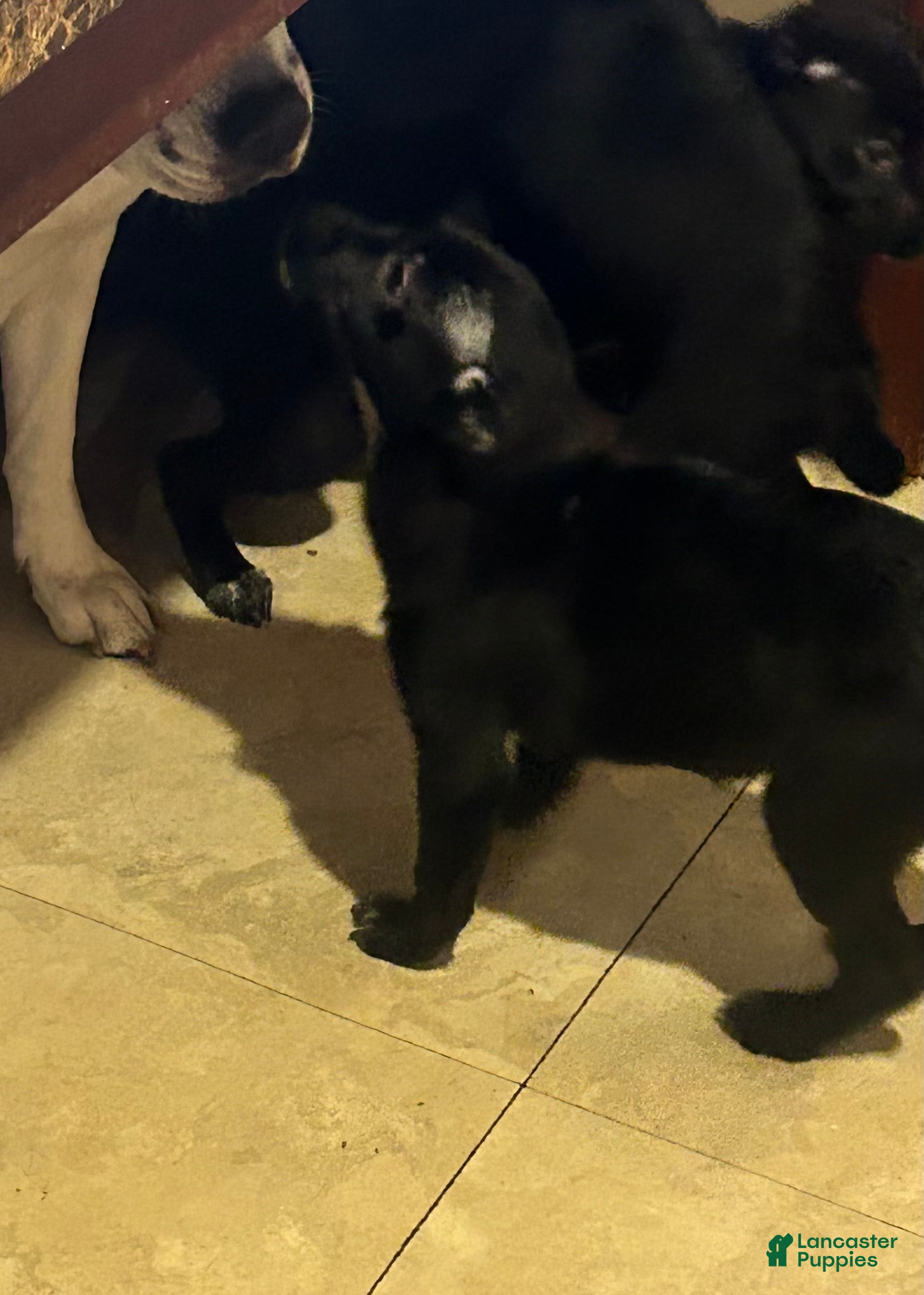 Mixed Breed dogs Jill - Ad 2