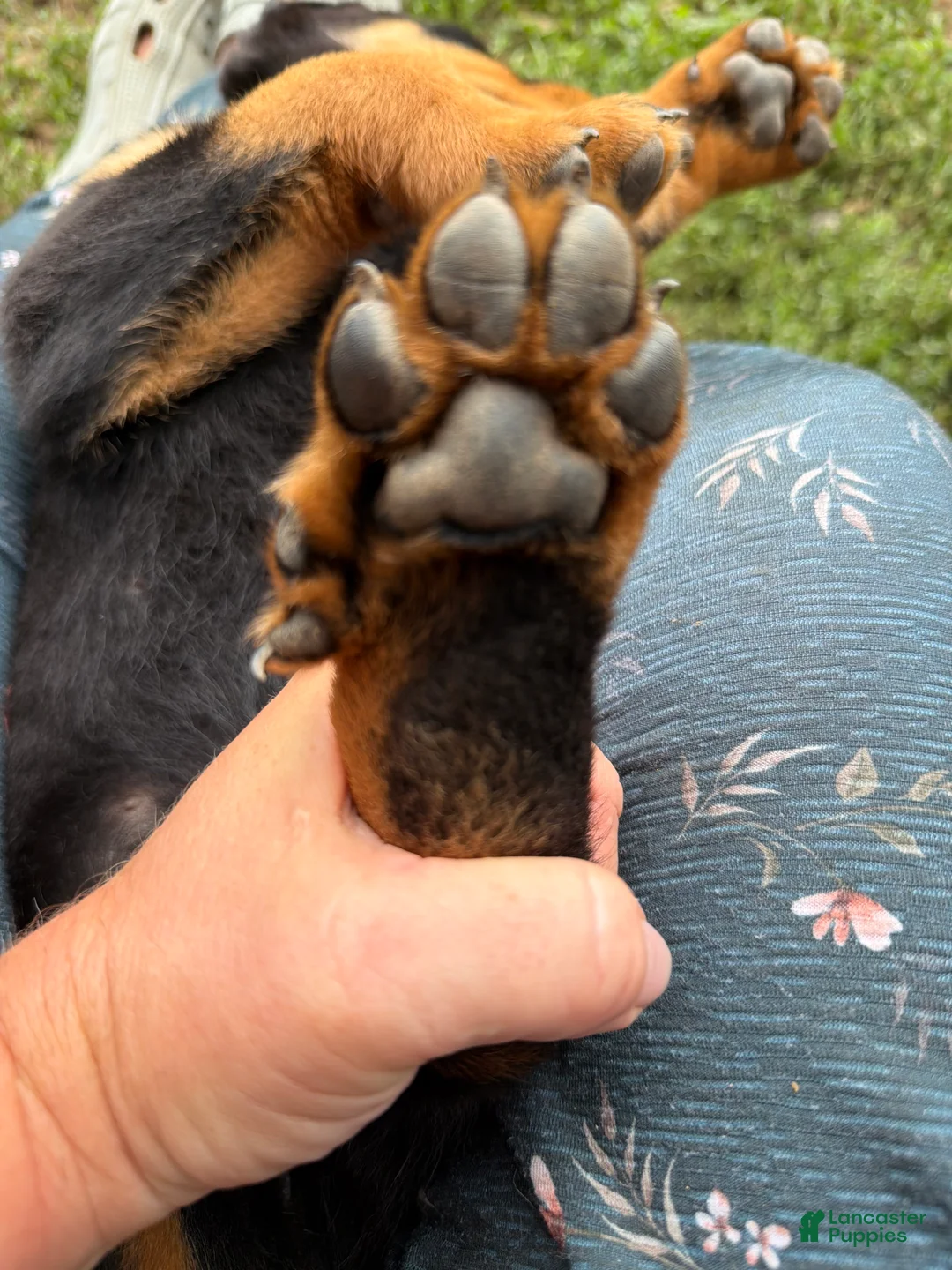 Rottweiler dogs for sale: Jasper - Ad 2