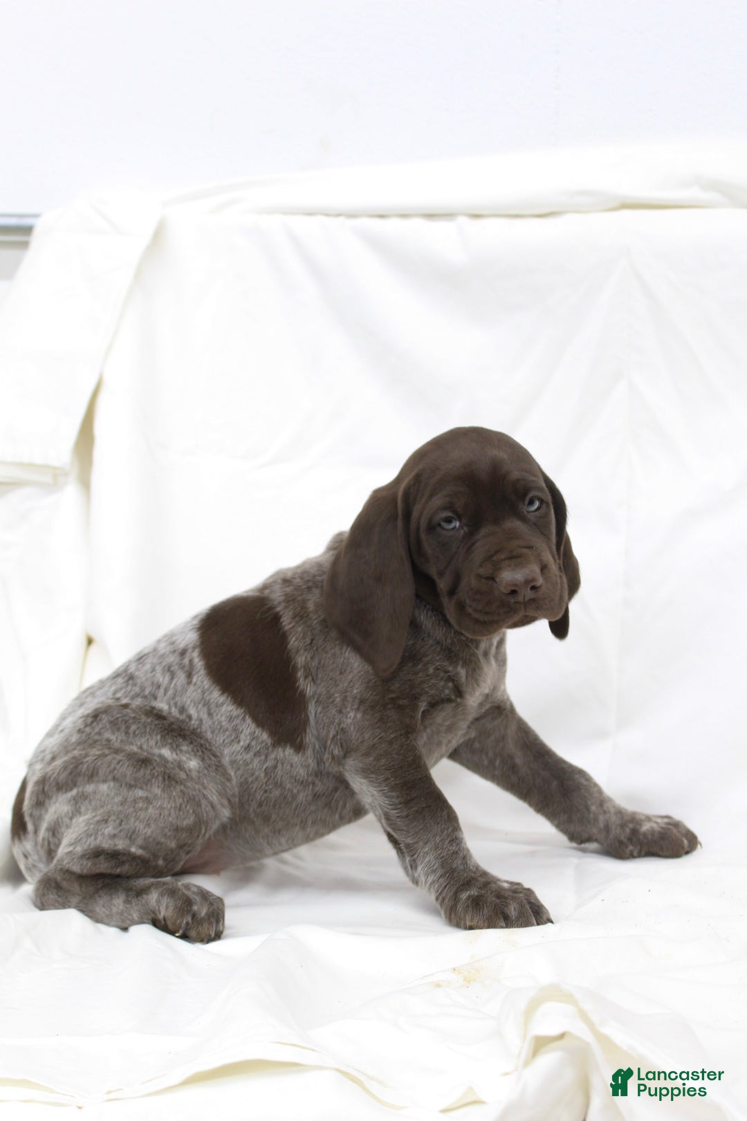 German Shorthaired Pointer dogs for sale: River - Ad 2
