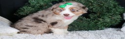 Miniature Australian Shepherd dogs for sale: SAMMY - Ad 5