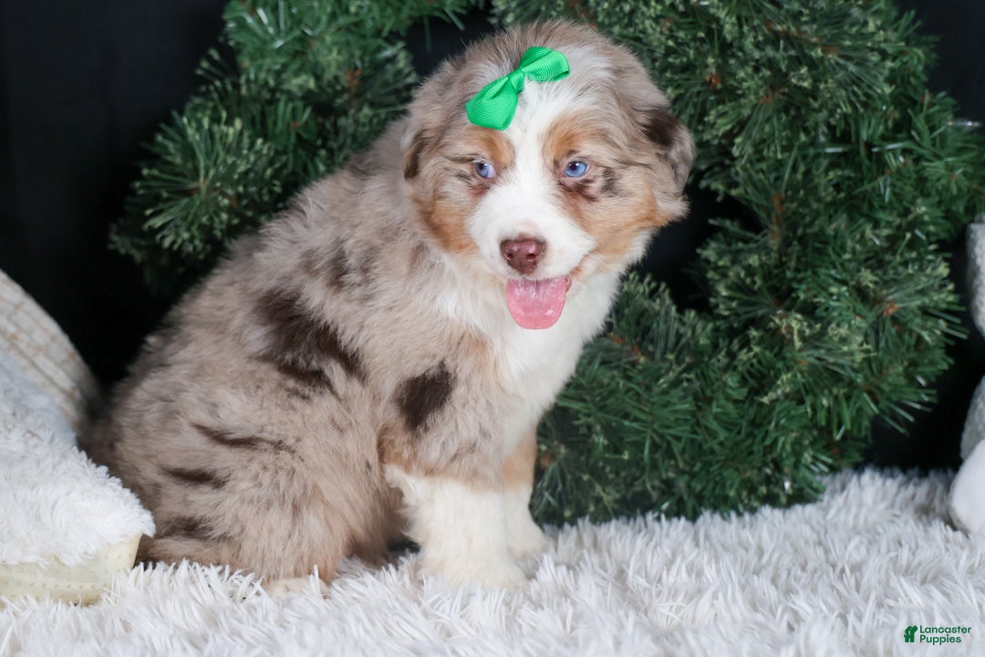 Miniature Australian Shepherd dogs for sale: SAMMY - Ad 5