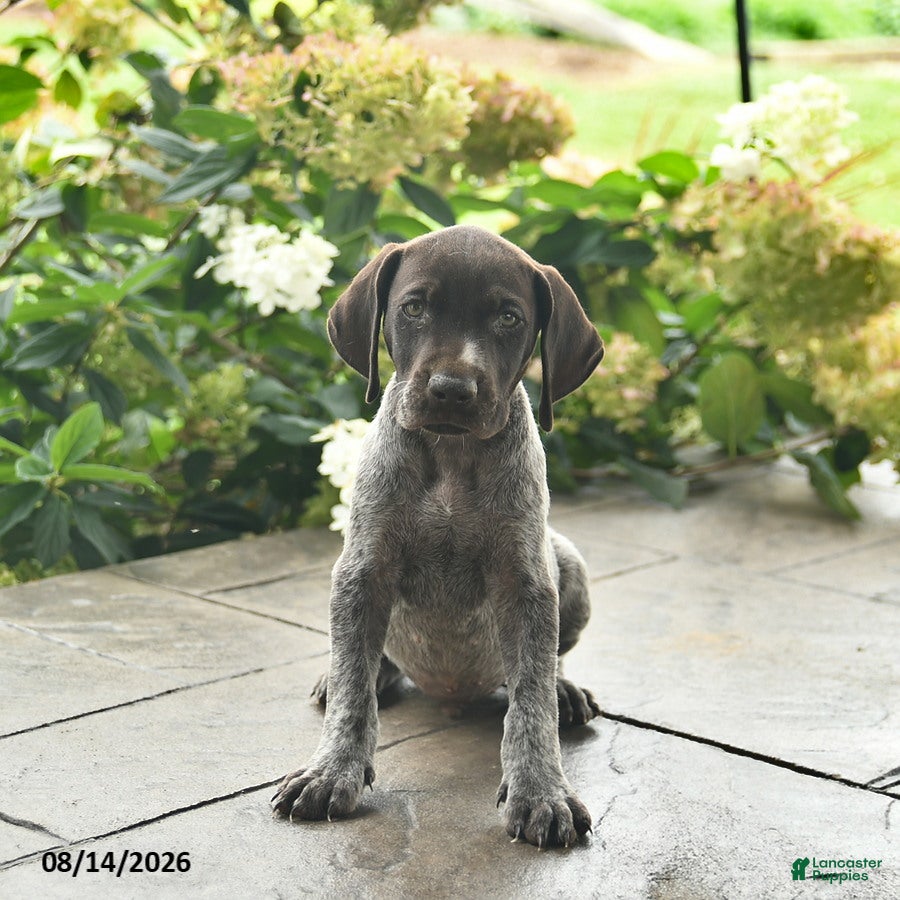 German Shorthaired Pointer dogs Dash  - Ad 2