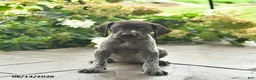 German Shorthaired Pointer dogs for sale: Dash  - Ad 2