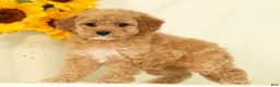 Cavapoo dogs for sale: Mindy - Ad 3