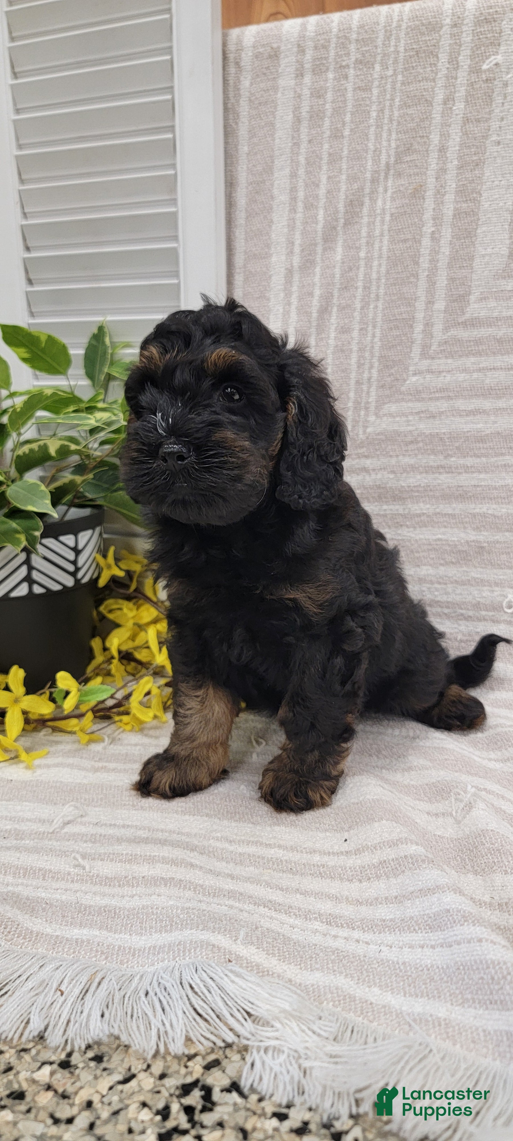 Cockapoo dogs Moses - Ad 1