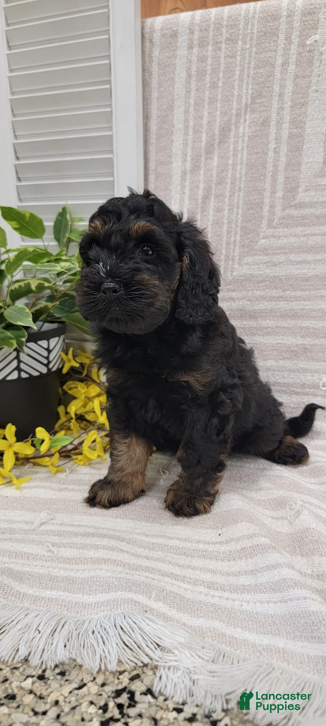 Cockapoo dogs for sale: Moses - Ad 1