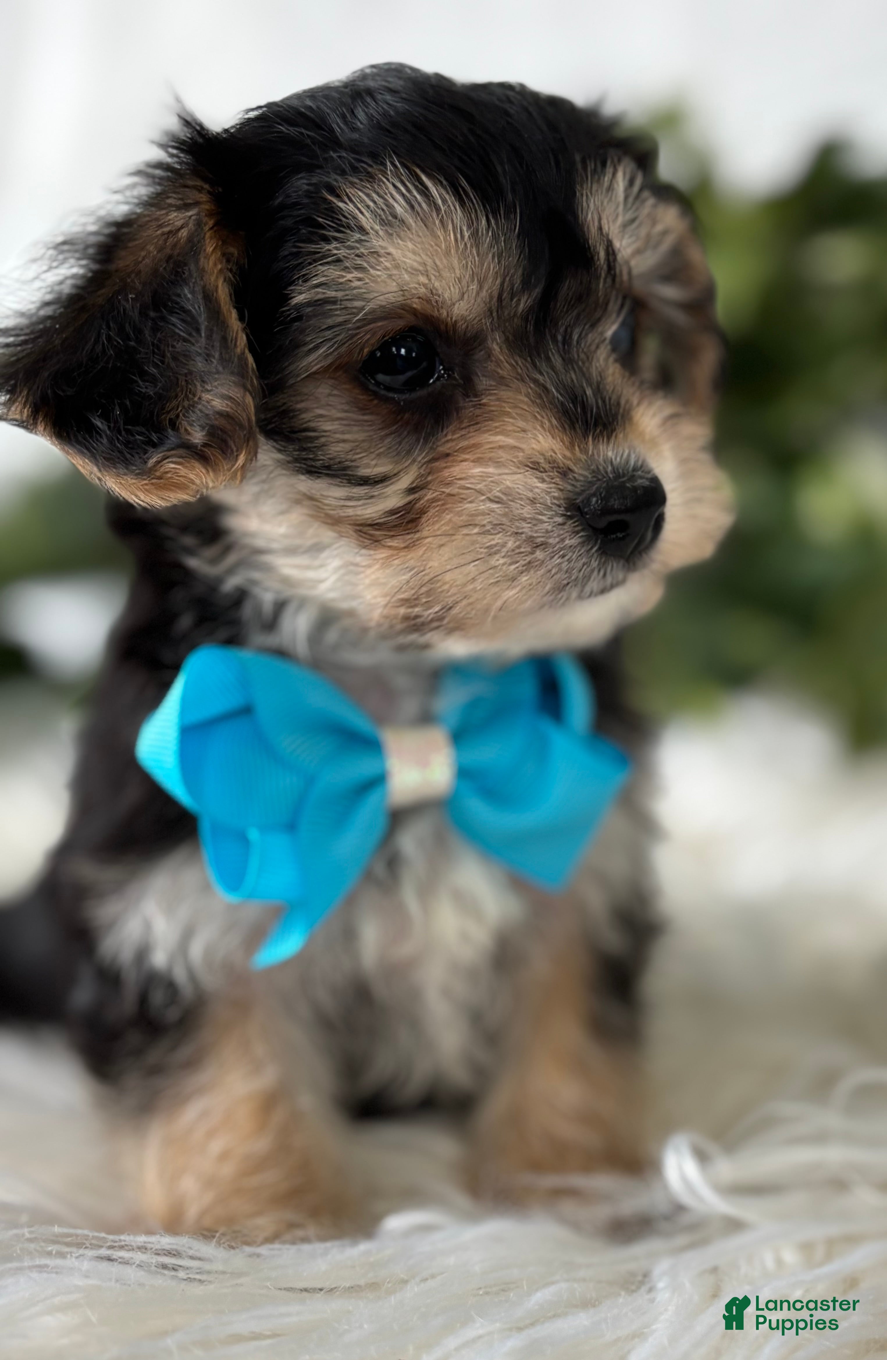 Morkie dogs Preston - Ad 1
