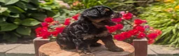 Yorkiepoo dogs for sale: Ziggy - Ad 8