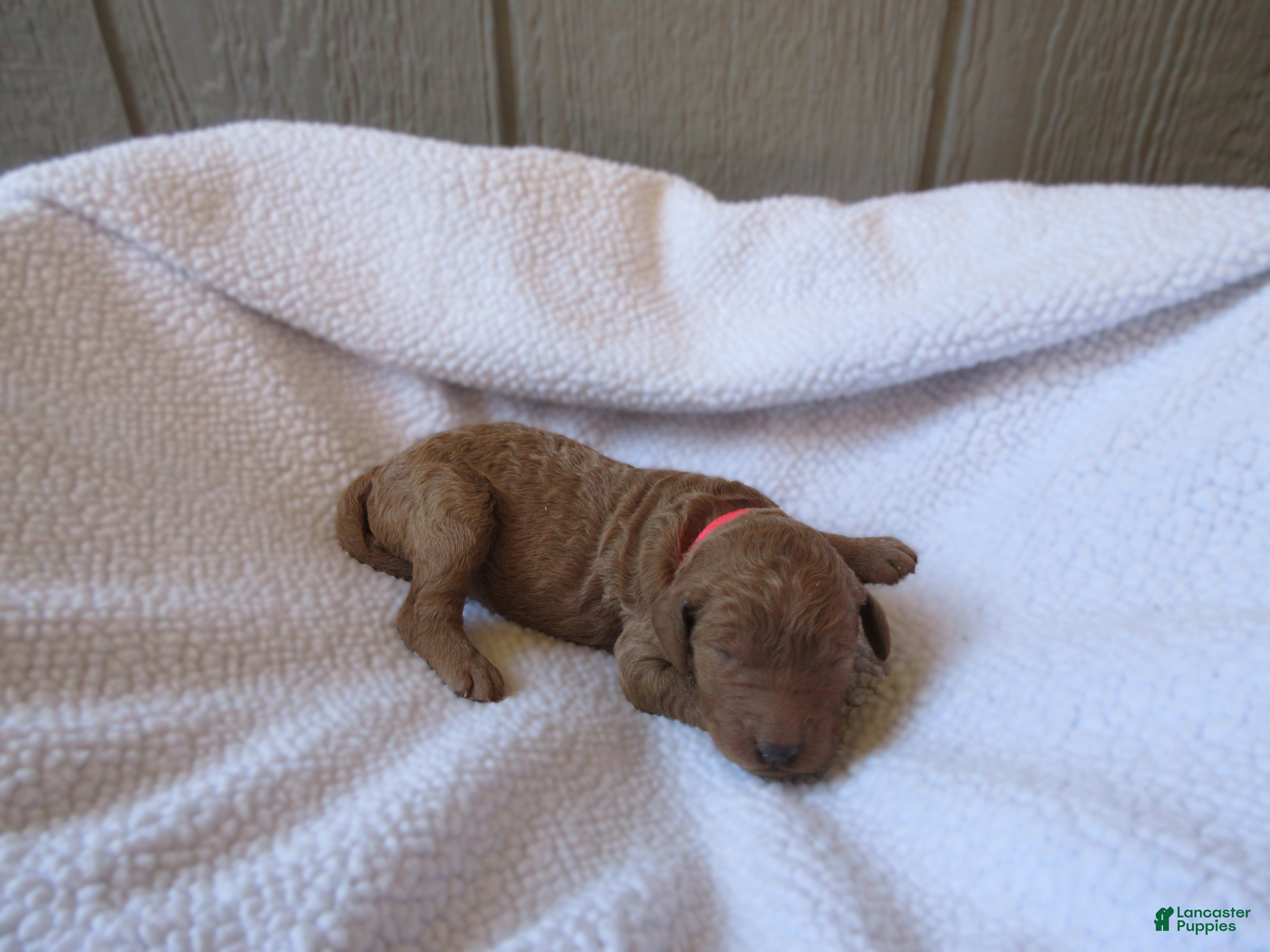 Goldendoodle dogs for sale: Pink collar - Ad 1