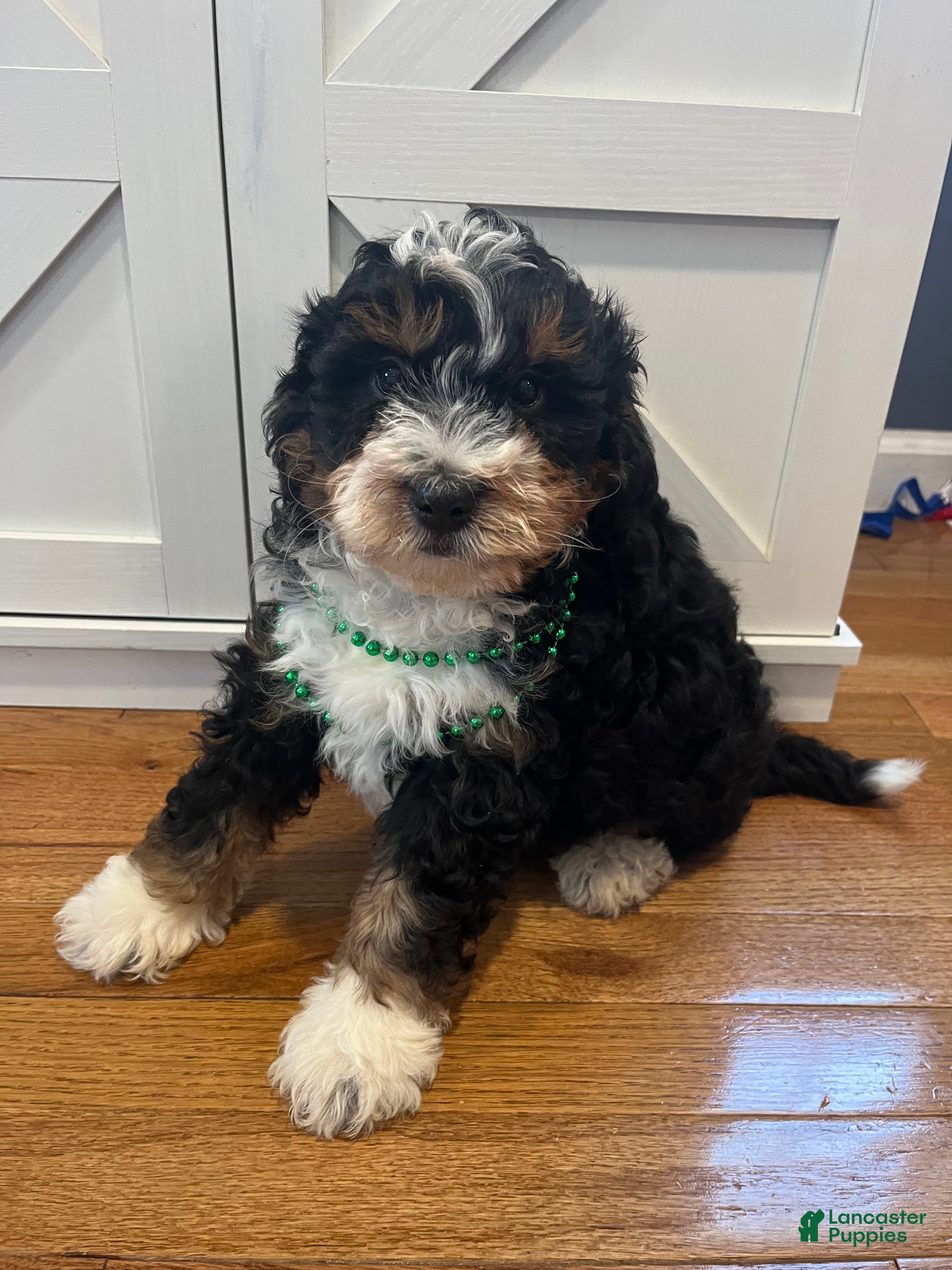 Mini Bernedoodle dogs Jameson - Ad 1