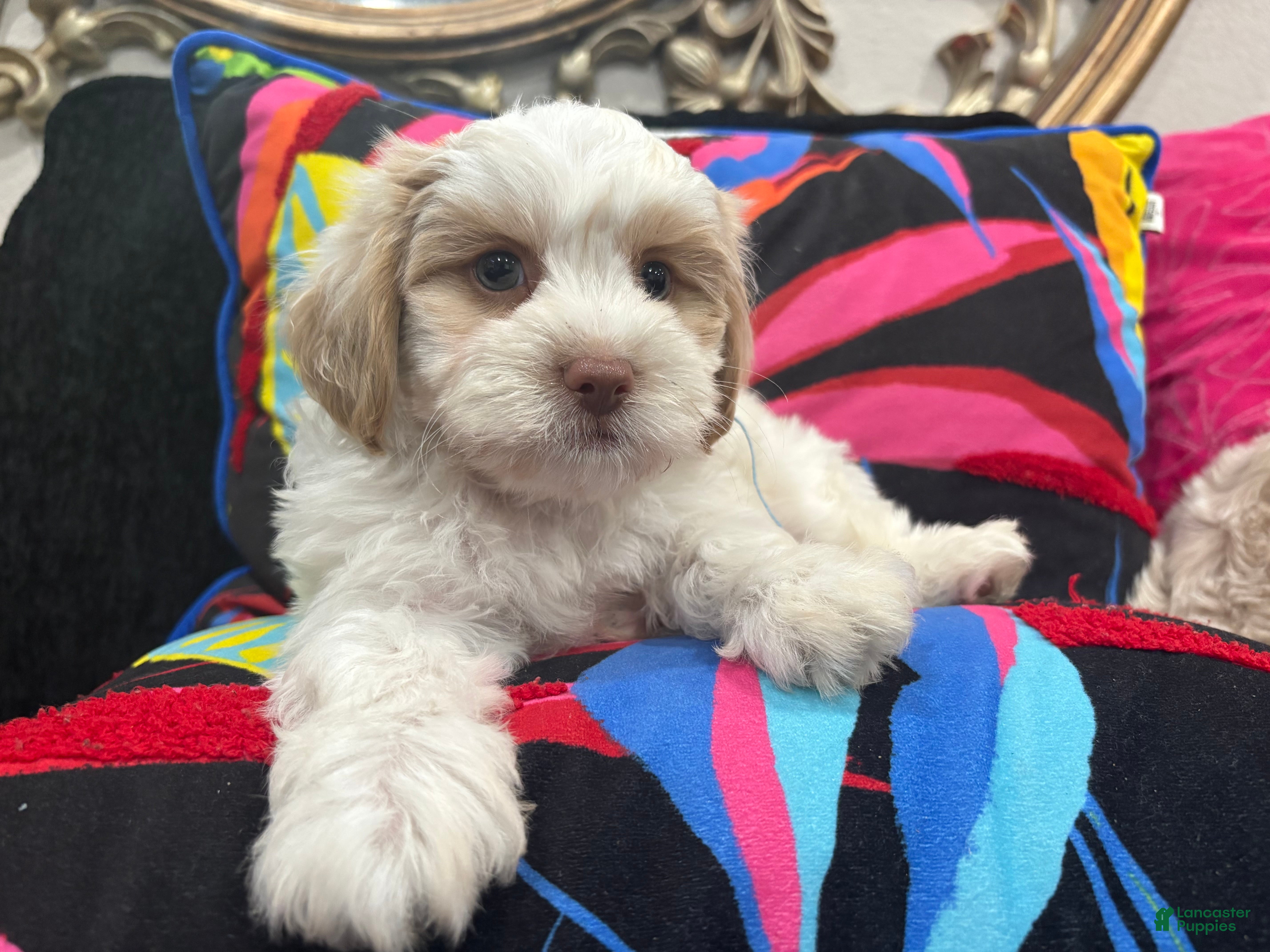 Mixed Breed dogs Snow  - Ad 25