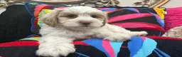 Mixed Breed dogs for sale: Snow  - Ad 1