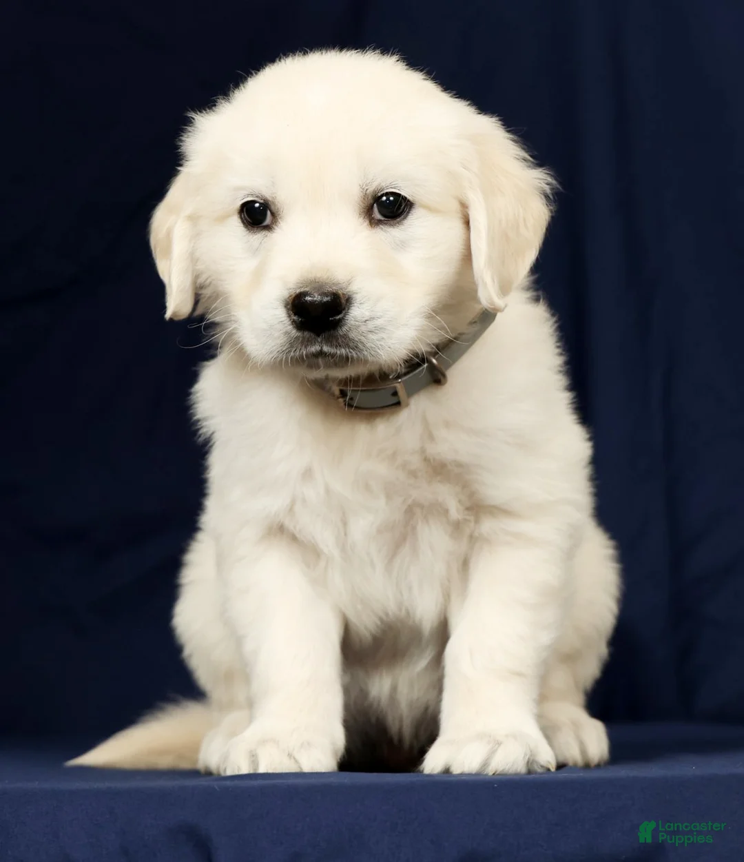Golden Retriever dogs for sale: Tuck - Ad 2