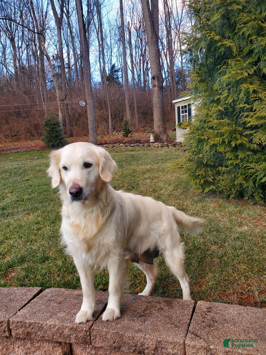 Golden Retriever dogs for sale: Rosie - Ad 5