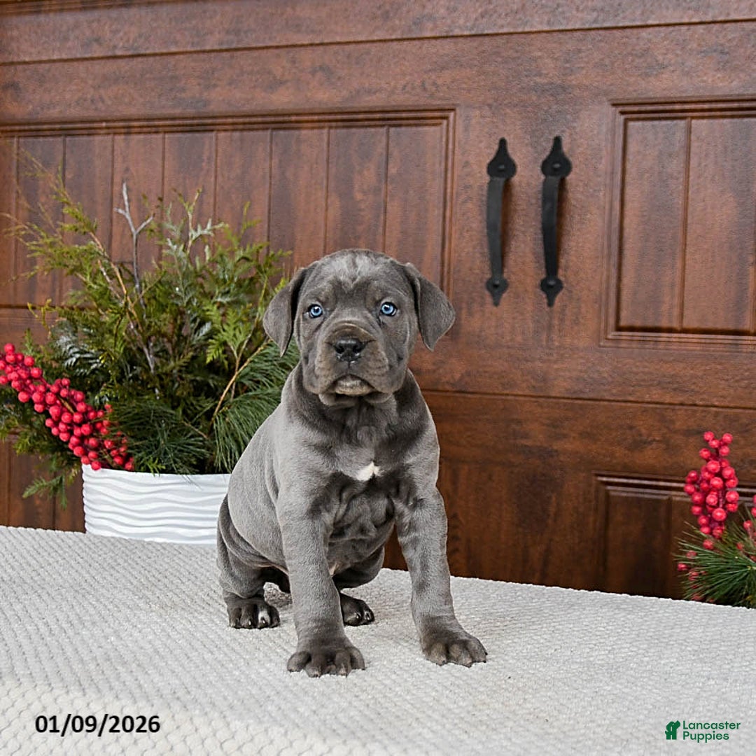 Cane Corso dogs for sale: Turbo - Ad 5