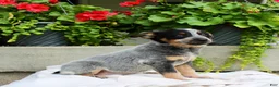 Australian Cattle Dog dogs for sale: Cody - Ad 4