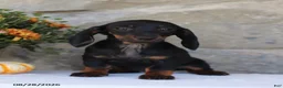 Dachshund dogs for sale: Sara - Ad 1