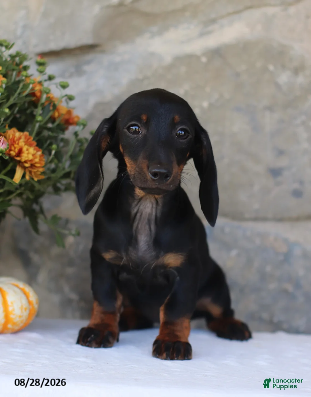 Dachshund dogs for sale: Sara - Ad 1