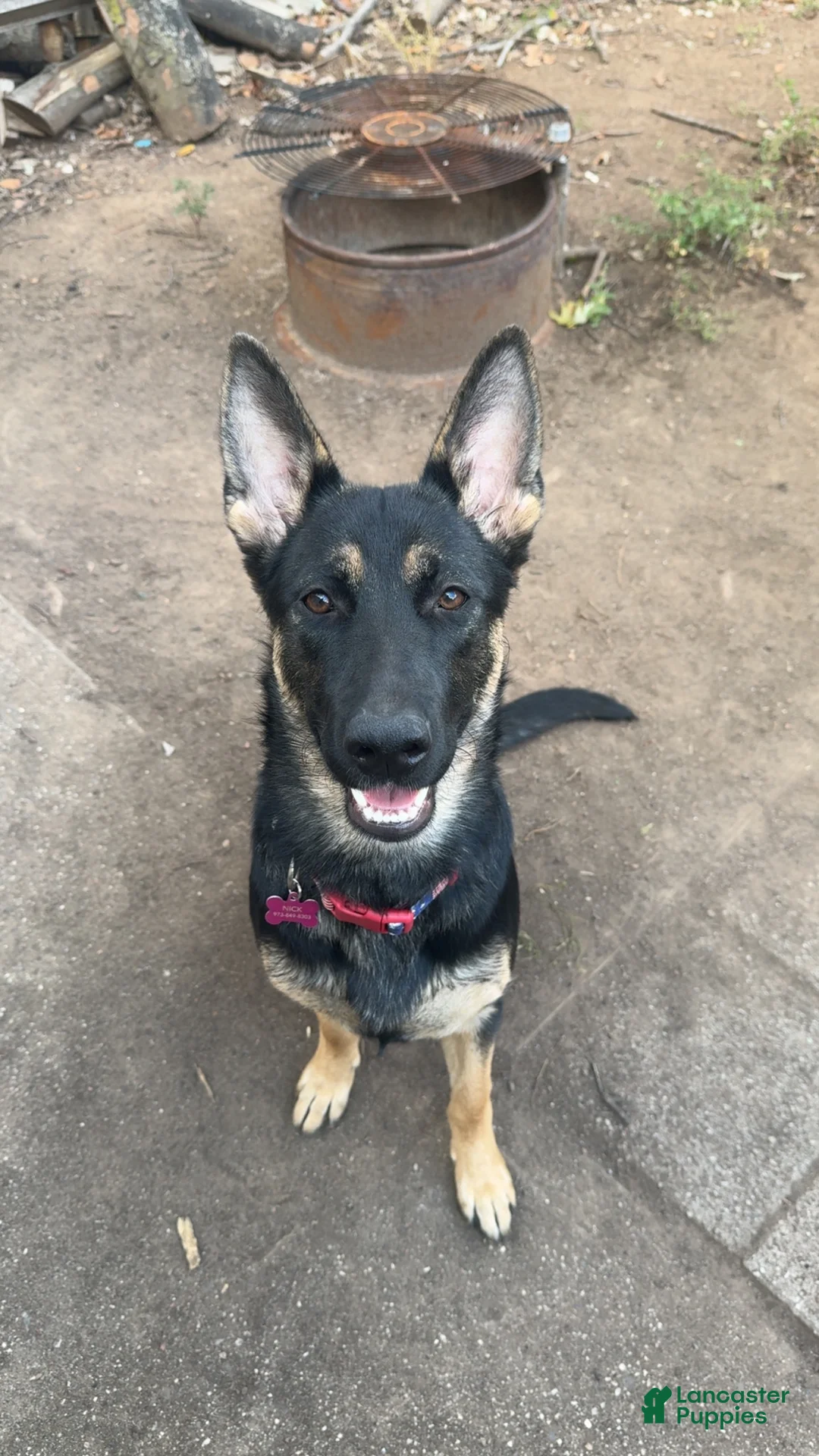 German Shepherd dogs for sale: German Shepherd Puppy 2 - Ad 2