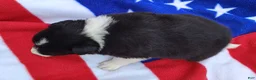 Border Collie dogs for sale: Giligan  - Ad 17
