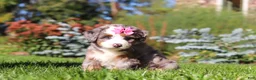 Mini Bernedoodle dogs for sale: Jasmine🩷  - Ad 5