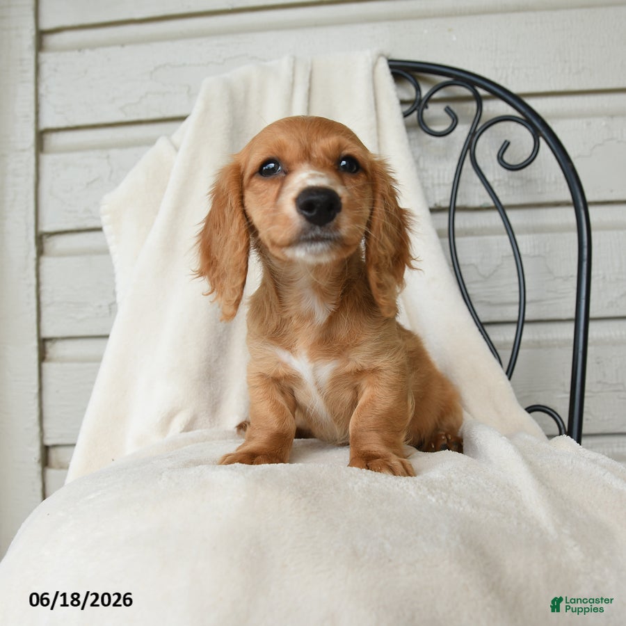 Dachshund dogs Shawn  - Ad 1