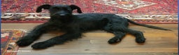 Giant Schnauzer dogs for sale: Giant Schnauzer Puppy 3 - Ad 1