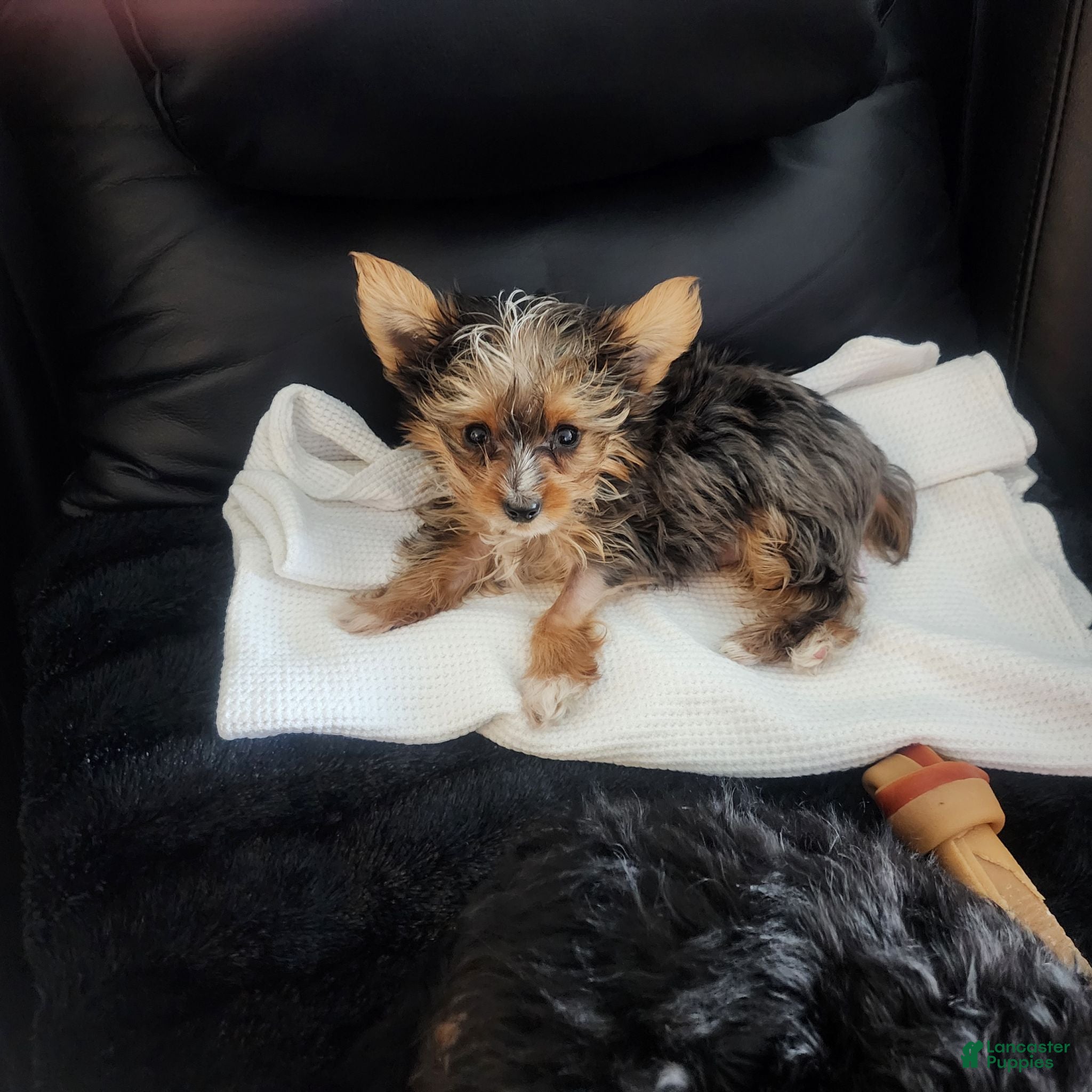 Yorkshire Terrier dogs Muscles - Ad 1