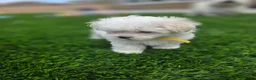 Maltese dogs for sale: 🐶 Female Maltese Puppy – Sweet, Playful & Petite - Ad 3
