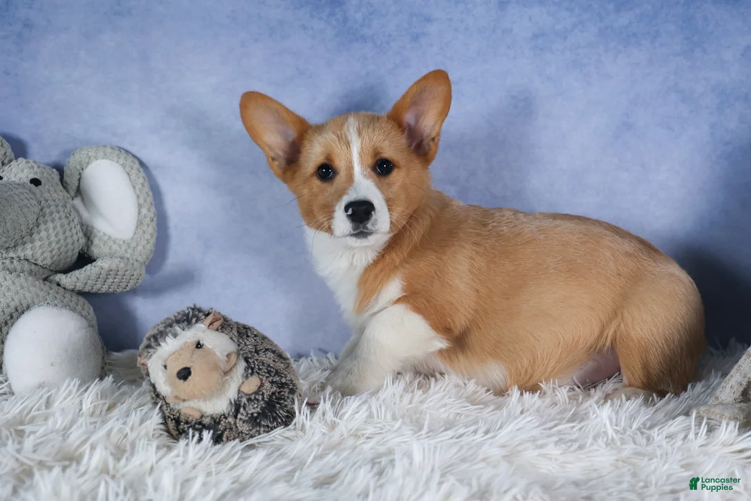 Welsh Corgi Pembroke dogs for sale: Monty - Ad 2