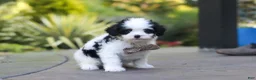 Cavapoo dogs for sale: Brady - Ad 4