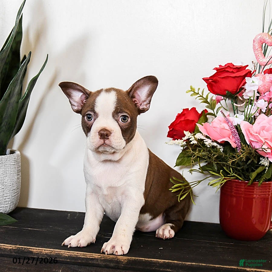 Boston Terrier dogs for sale: Caramel - Ad 4