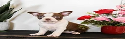 Boston Terrier dogs for sale: Caramel - Ad 1
