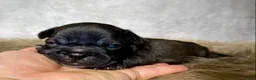 Frenchton dogs for sale: Miss Queenie  - Ad 10