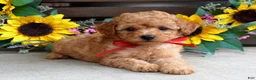 Mixed Breed dogs for sale: Parker - Ad 6