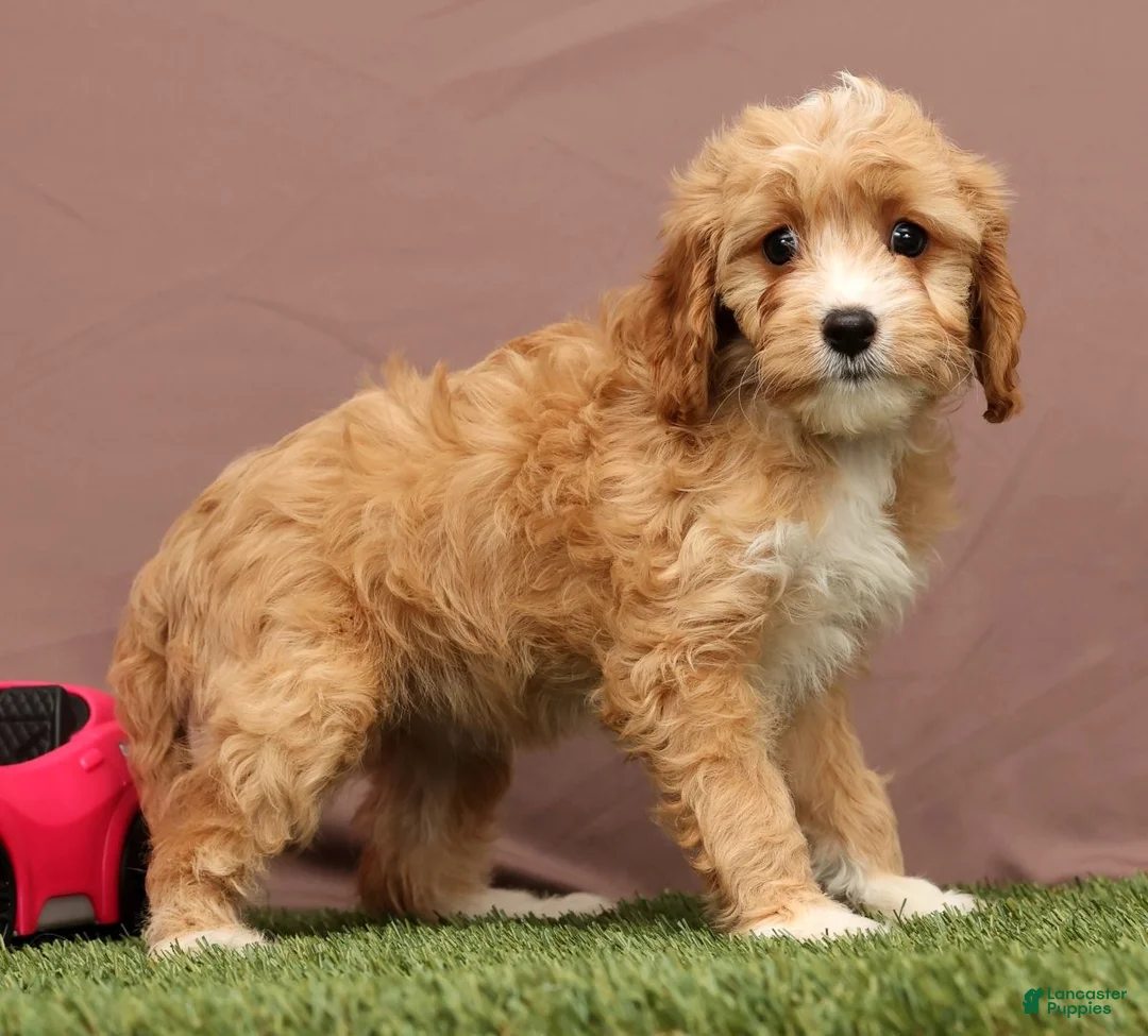 Cavapoo dogs for sale: Lisa - Ad 3