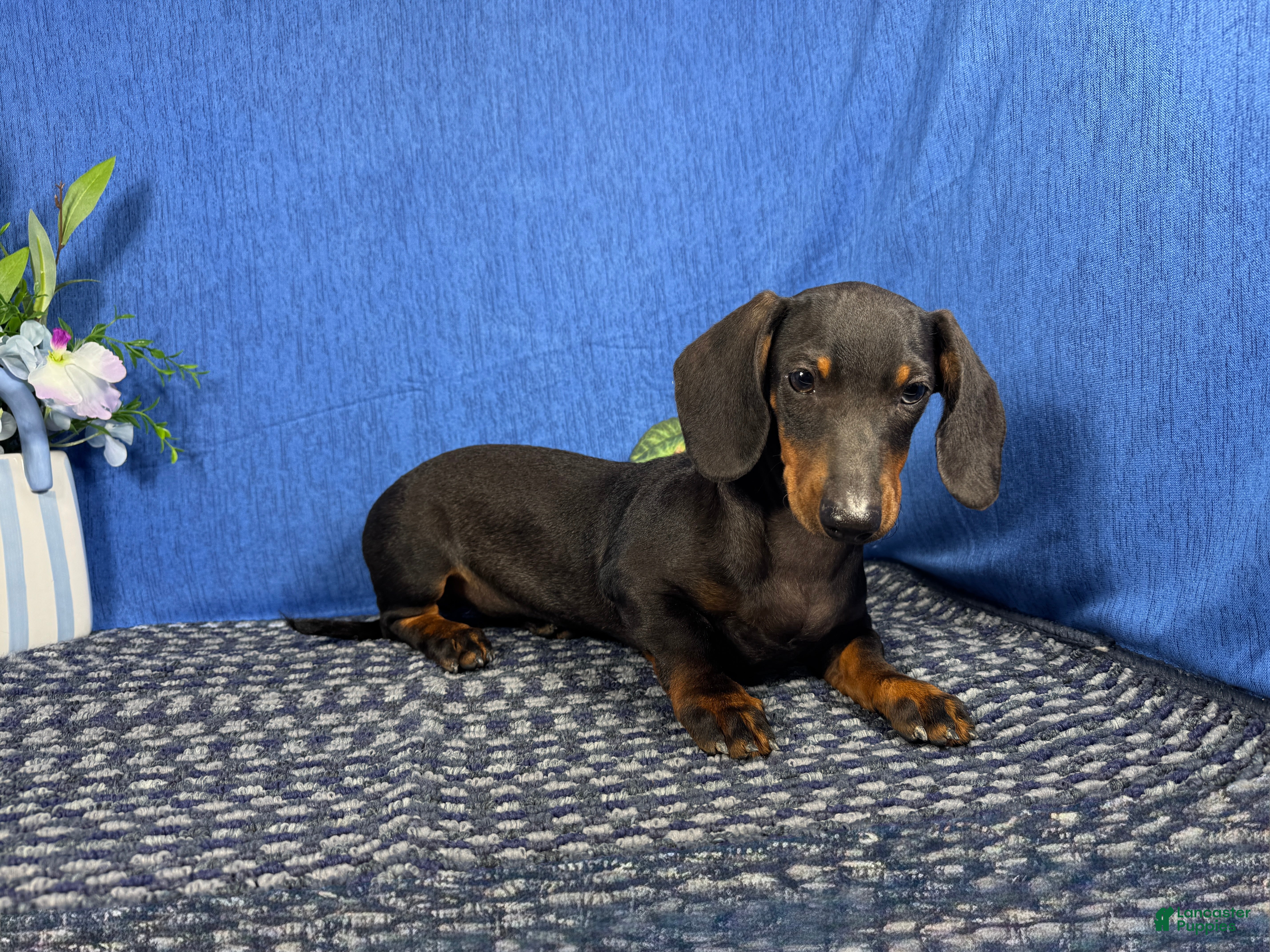 Miniature Dachshund dogs Miniature Dachshund 2 - Ad 35