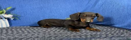 Miniature Dachshund dogs for sale: Miniature Dachshund 2 - Ad 4