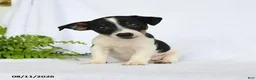 Jack Russell Terrier dogs for sale: Madison - Ad 3