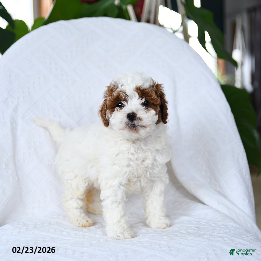 Mini Goldendoodle dogs Truffles - Ad 2