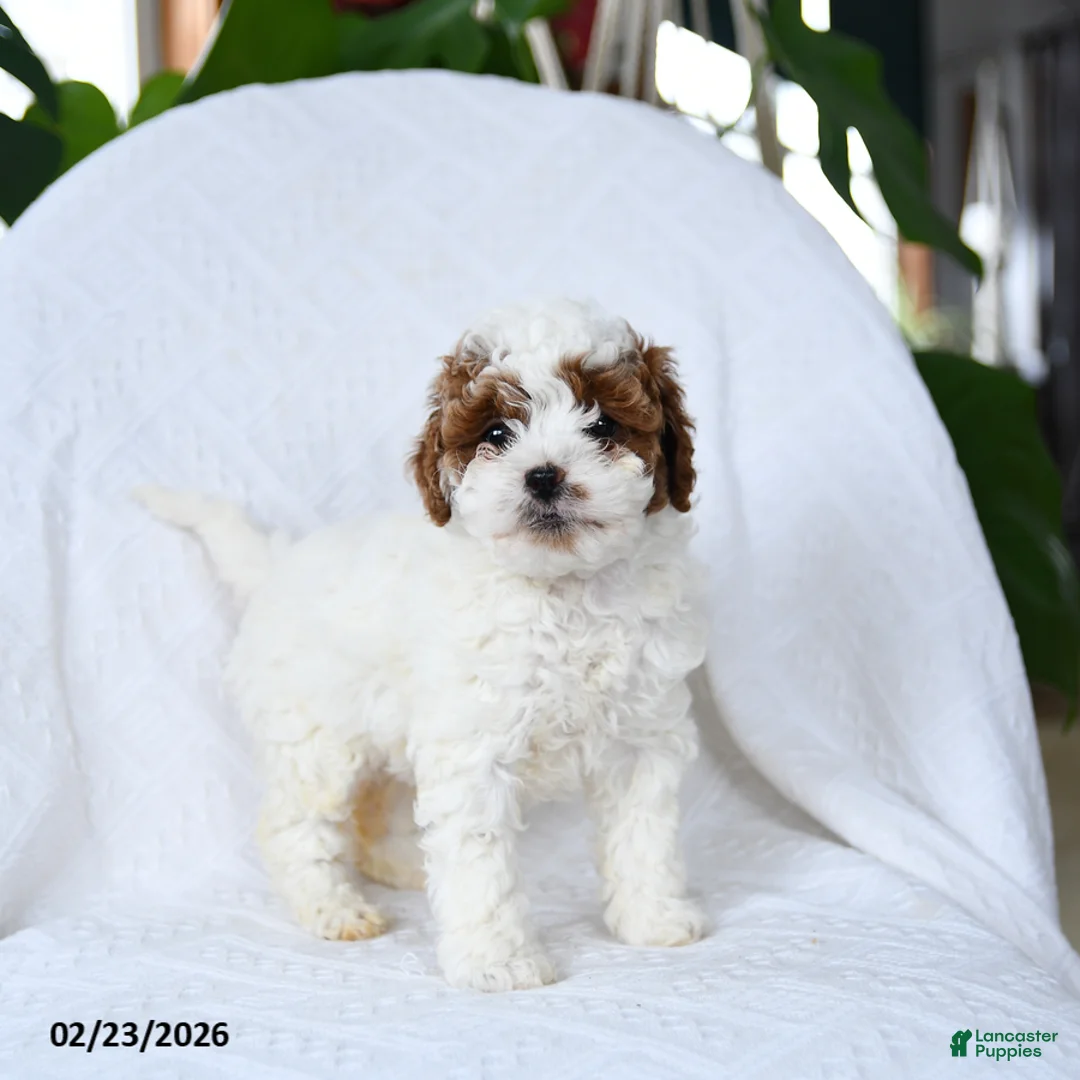 Mini Goldendoodle dogs for sale: Truffles - Ad 2